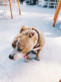 High angle view of a dog looking away