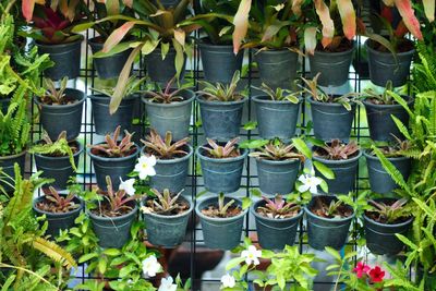 Potted plants hanging at market stall