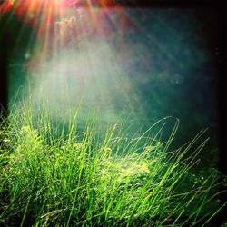 Close-up of grass against sky