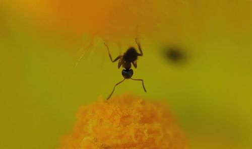 Close-up of insect