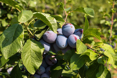 Fresh ripe blue violet plums on the branch in orchard on a beautiful summer day in western germany.