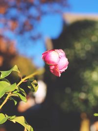 Close-up of pink rose blooming outdoors