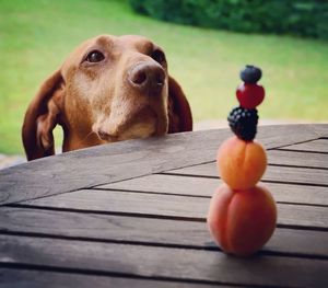 Dog looking towards stacked fruits on table