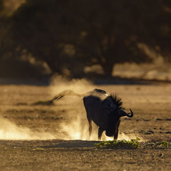 Elephants on field