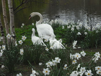 White swan swimming in lake