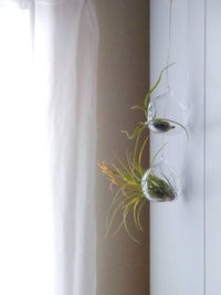 Close-up of potted plant against white wall