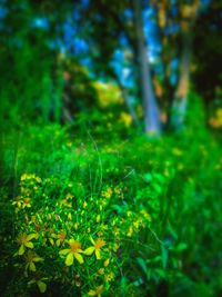 Close-up of flowering plants on land