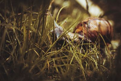 Close-up of snail on field