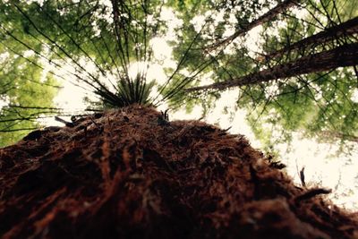 Low angle view of nest on tree trunk