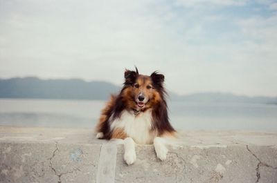 Close-up of dog by sea against sky