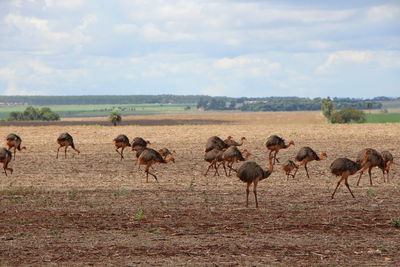 Flock of sheep on field against sky