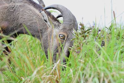 Nilgiri tahr peacefully grazing