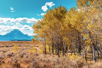 Plants growing on land against sky during autumn