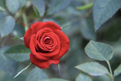 Close-up of red rose
