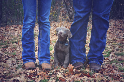 Low section of man and woman with chocolate labrador puppy on field during autumn