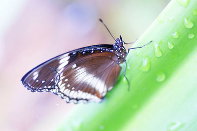 Close-up of butterfly