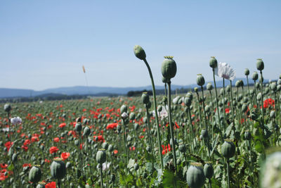 Close-up of flowering plants on field against sky