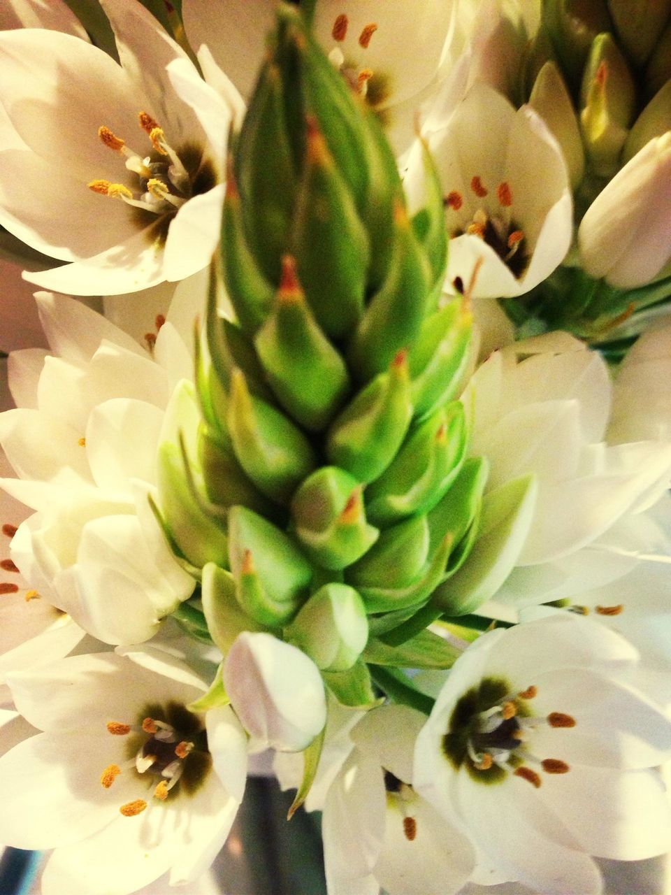 flower, freshness, petal, fragility, flower head, indoors, beauty in nature, growth, close-up, nature, plant, white color, high angle view, pollen, full frame, blooming, backgrounds, no people, day, in bloom