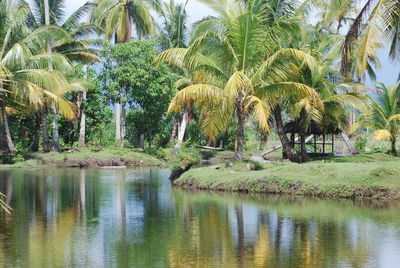 Scenic view of lake against trees