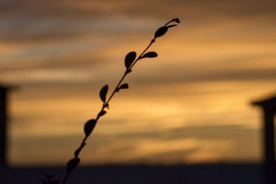 Close-up of silhouette plant against sea during sunset