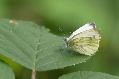 Close-up of butterfly on leaf