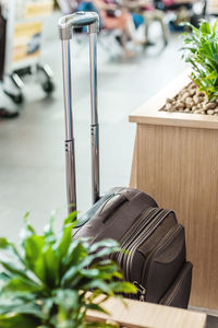 Close-up of potted plant on table