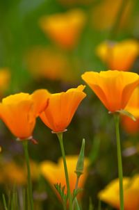 Close-up of yellow flower