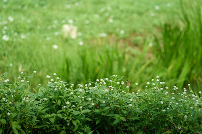 Close-up of flower growing on field