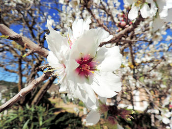 Close-up of white cherry blossom tree