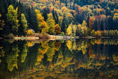 Scenic view of forest during autumn