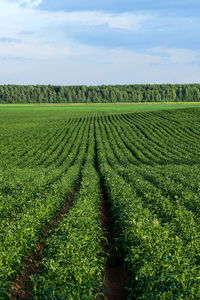 Potato field during potato flowering. agriculture, cultivation of natural food on an industrial