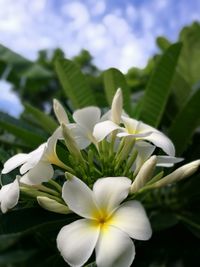 Close-up of white flowers