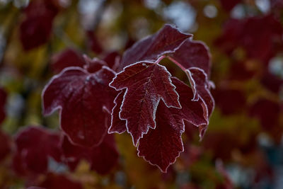 Close-up of wet red leaves