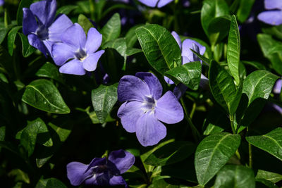 Close-up of purple flowering plant