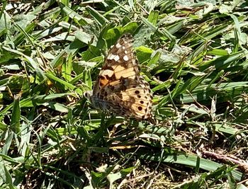 Butterfly on a plant