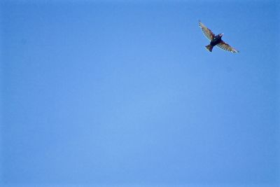 Low angle view of airplane flying in sky
