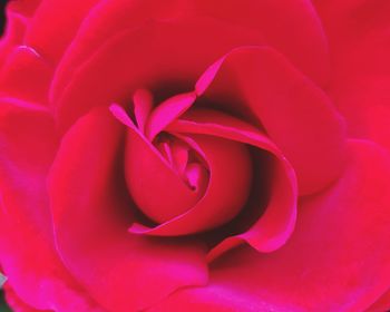 Close-up of pink rose