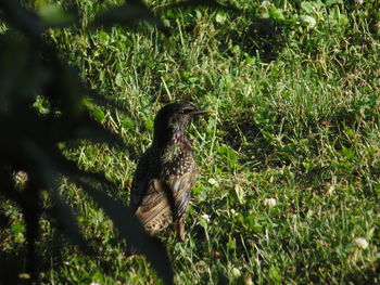 Bird perching on a tree