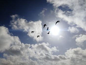 Low angle view of birds flying in sky
