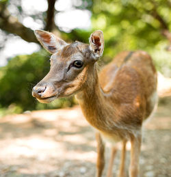 Close-up portrait of deer