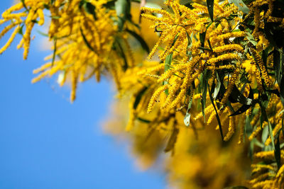 Close-up of yellow flowering plant against sky