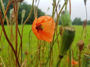 Close-up of insect on flower