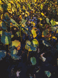 Close-up of yellow leaves floating on lake