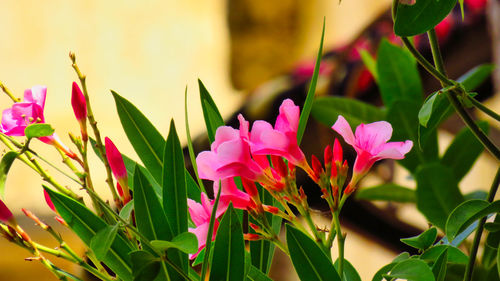 Close-up of pink flowering plants