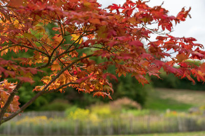 Close-up of maple leaves on tree