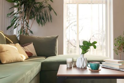 Potted plant on table at home