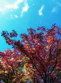 Low angle view of pink tree against sky