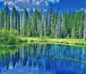 Panoramic view of pine trees by lake