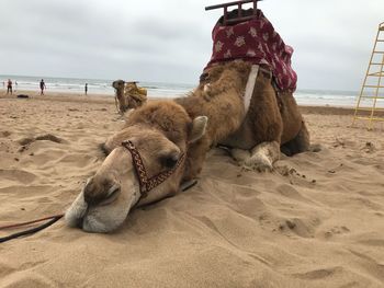 View of an animal on beach