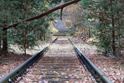 Railroad tracks amidst trees